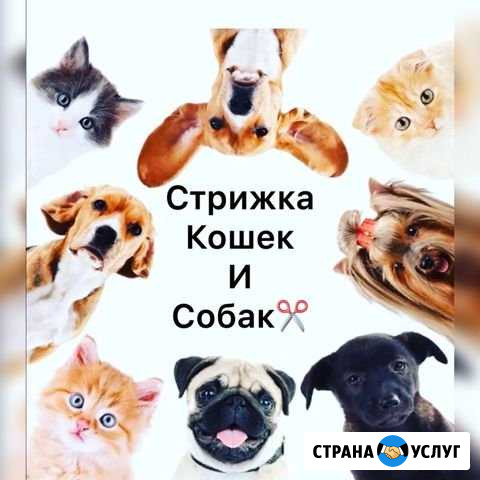 Стрижка животных (грумер ) Меленки - изображение 1