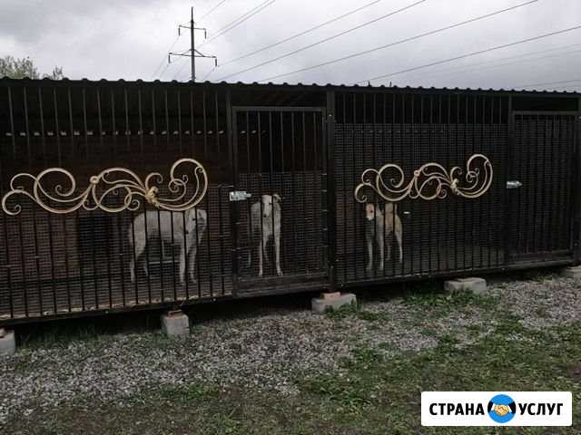 Передержка для собак Владикавказ - изображение 1