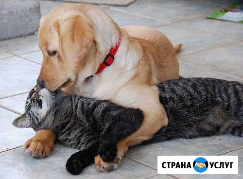 Стрижка кошек и собак Стерлитамак - изображение 1