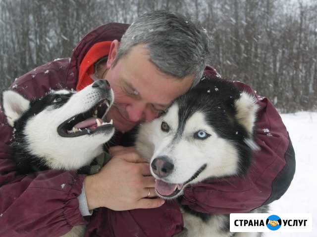 Экскурсии в клуб-питомник сибирский хаски Лайлапс Никольское - изображение 1