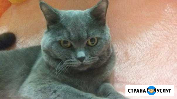 Вязка с британским котом Ростов-на-Дону - изображение 1