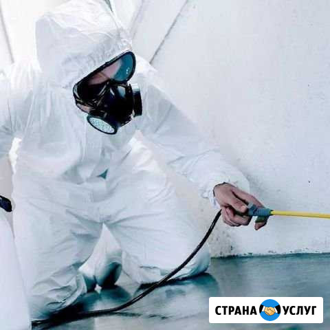 Дезинфекция Насекомых Старая Купавна - изображение 1