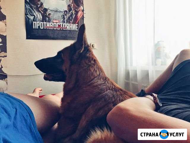 Передержка Вашего домашнего питомца Иркутск - изображение 1