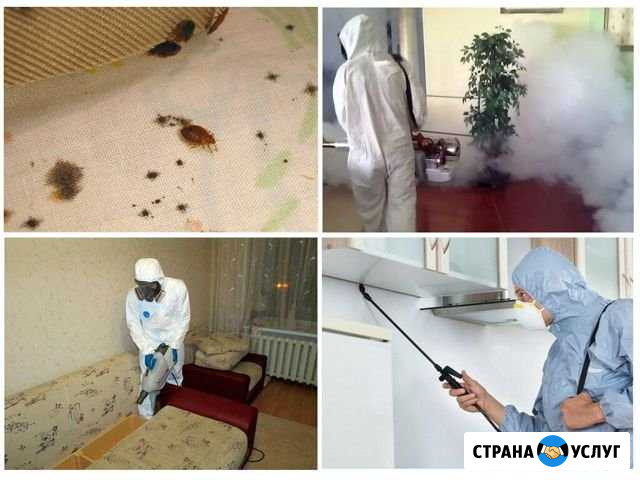 Дезинфекция, уничтожение клопов, клещей, тараканов Чишмы - изображение 1