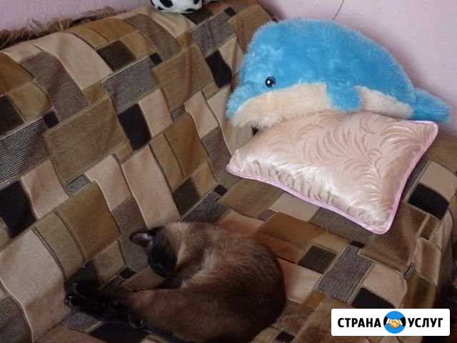 Передержка животных Рыбинск - изображение 1