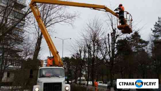 Спил, кронирование деревьев Шуя