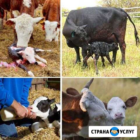 Ректальное исследование коров Целинное - изображение 1
