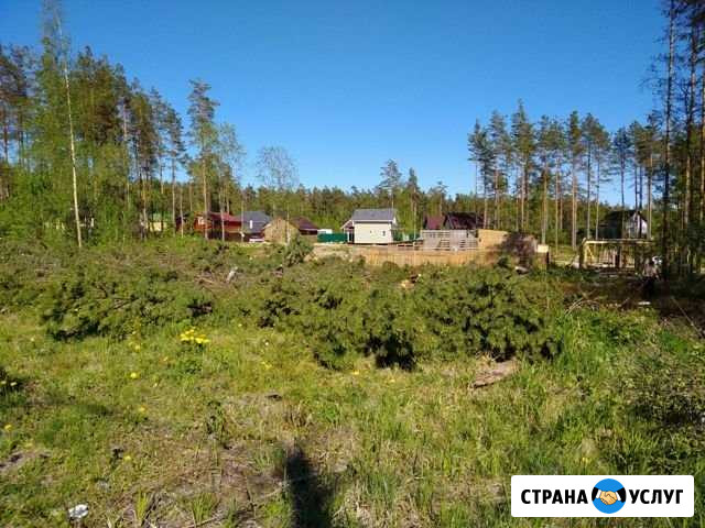 Спил деревьев Агалатово - изображение 1