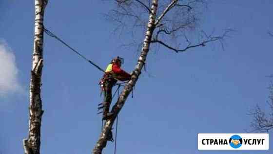 Спилим дерево любой высоты Москва