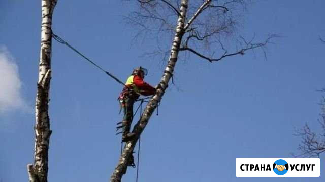 Спилим дерево любой высоты Москва - изображение 1