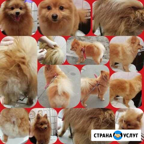 Стрижка собак и кошек. Тримминг животных. Линька Казань - изображение 1