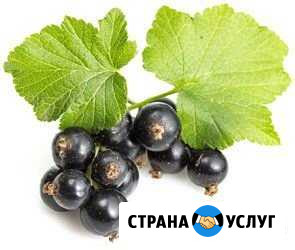 Чёрная смородина Вологда - изображение 1