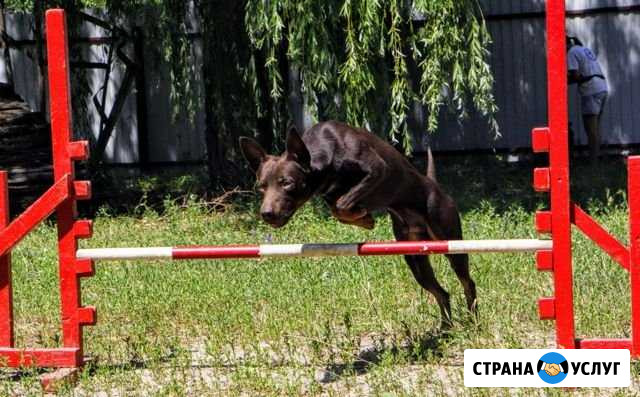 Дрессировка собак Воронеж - изображение 1