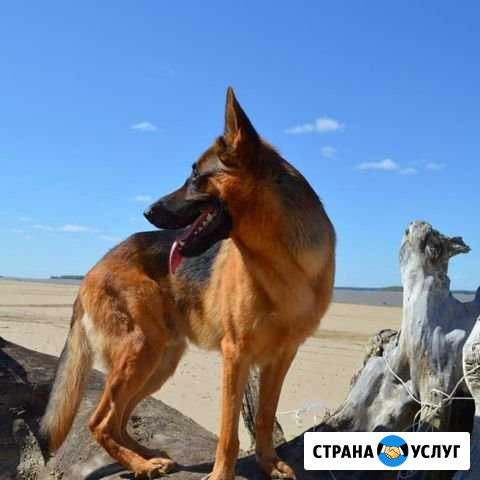 Немецкая овчарка, кобель на вязку Новосибирск - изображение 1