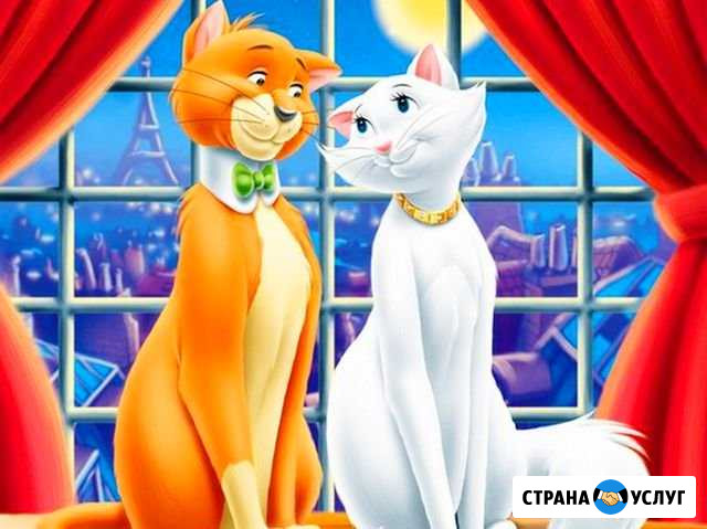 Гостиница для кошек, передержка кошек в Уфе Уфа - изображение 1