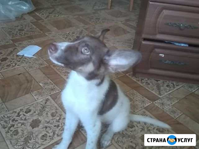 Собака Курган - изображение 1