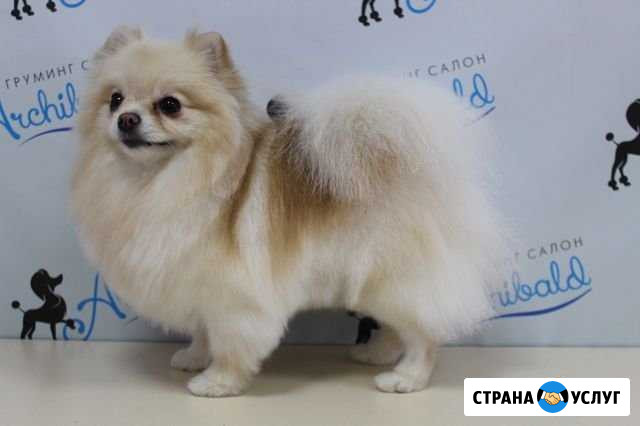 Стрижка собак и кошек Новокузнецк - изображение 1