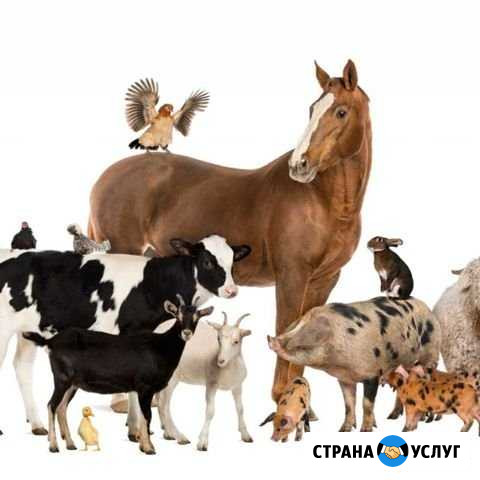 Забой и закуп Введенское - изображение 1