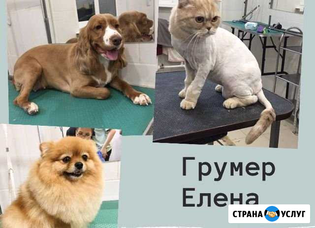 Груминг Тюмень - изображение 1