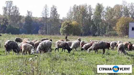 Специалист по стрижке овец Иваново