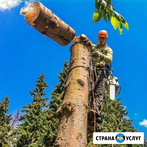 Спил деревьев,кронирование деревьев,вывоз мусора Самара - изображение 1