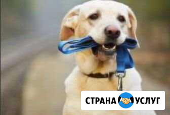 Выгул собак Хабаровск - изображение 1