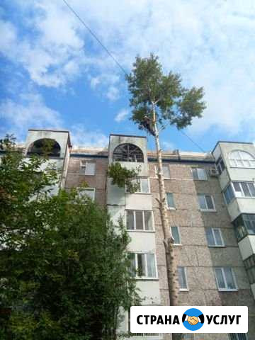 Спил дерева. Валка деревьев. Спилить дерево Томск Томск - изображение 1