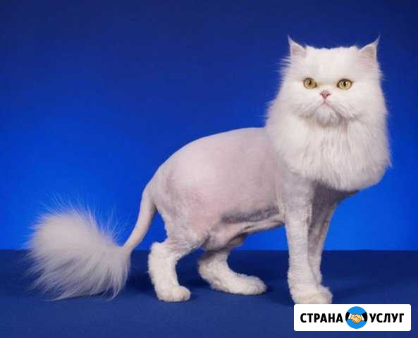 Стрижка животных Магнитогорск - изображение 1