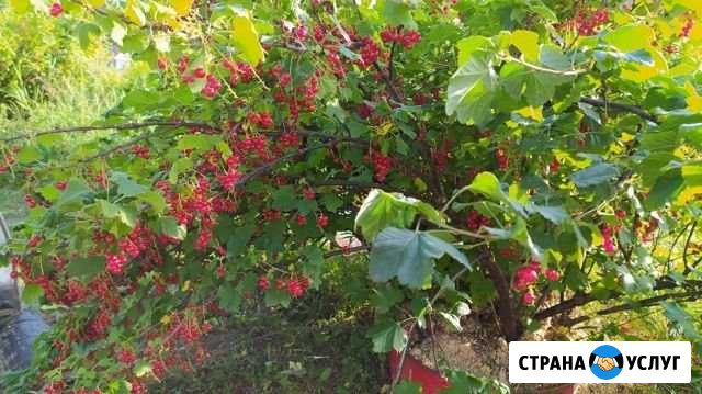 Красная смородина Петрозаводск - изображение 1