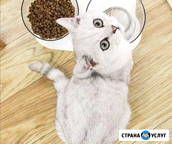 Передержка котеек Новый Уренгой - изображение 1
