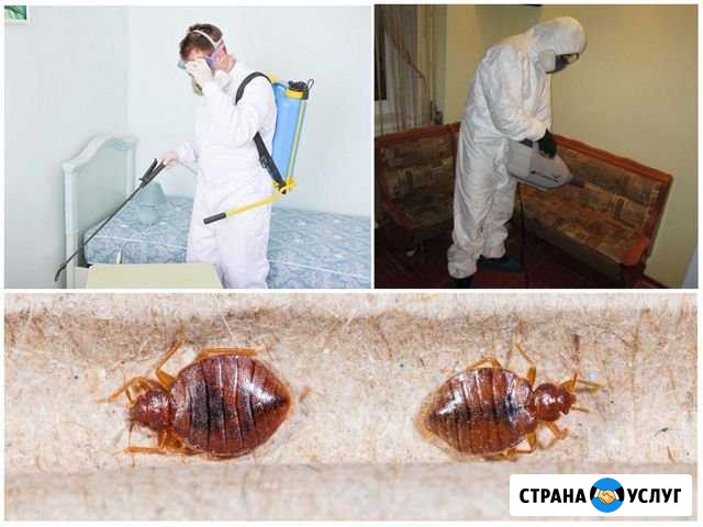 Уничтожение блох, пауков Норильск - изображение 1