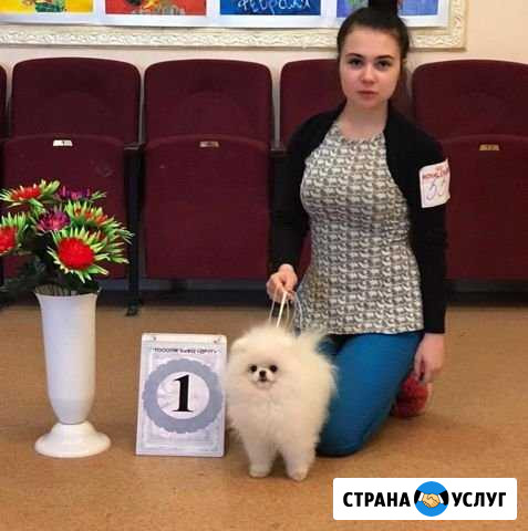 Хендлер, грумер Орёл - изображение 1