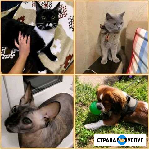 Домашняя передержка для кошек и собак, Дружок Кострома - изображение 1
