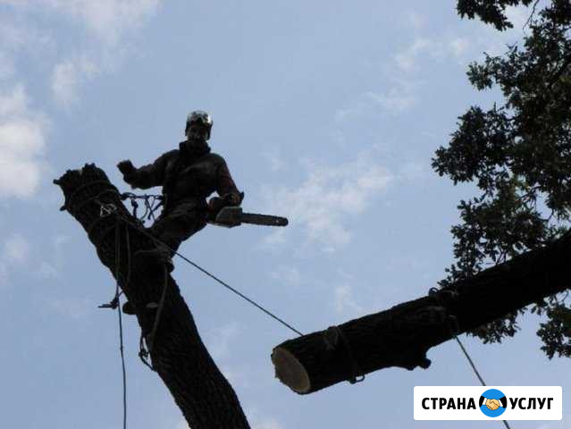 Спил деревьев. Покос травы. Расчистка участков Севастополь - изображение 1