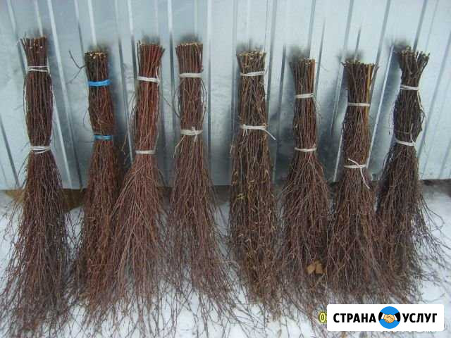 Березовые метелки Углич - изображение 1