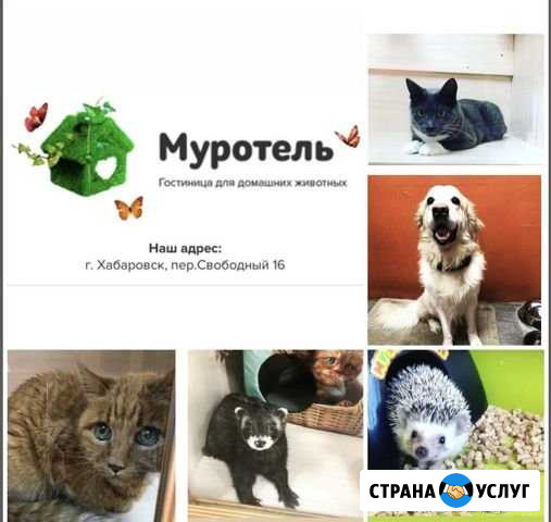 Передержка кошек и собак Хабаровск - изображение 1