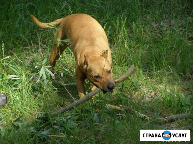 Передержка животных в домашних условиях Дубовый Умет - изображение 1