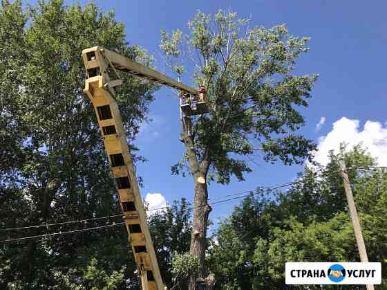 Спил и обрезка деревьев в Курске и области Курск