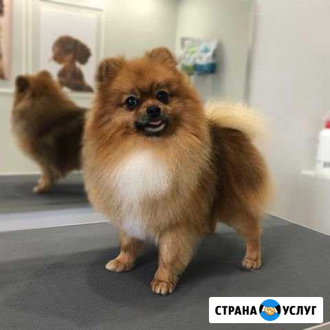 Стрижки собак и кошек любой сложности Москва - изображение 1