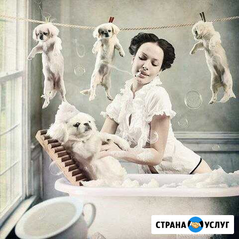 Стрижка собак и кошек Гидроторф - изображение 1