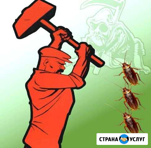 Обработка от тараканов клопов и других насекомых Менделеево - изображение 1