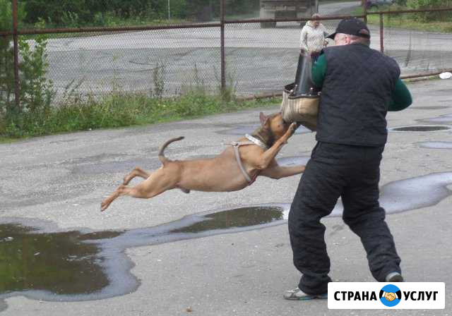Дрессировка Ревда - изображение 1