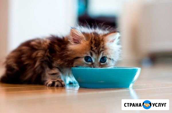 Присмотр за котиками Москва - изображение 1