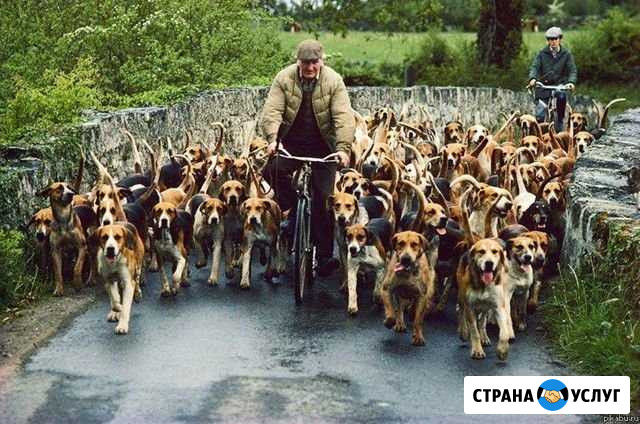 Выгул собак Москва - изображение 1
