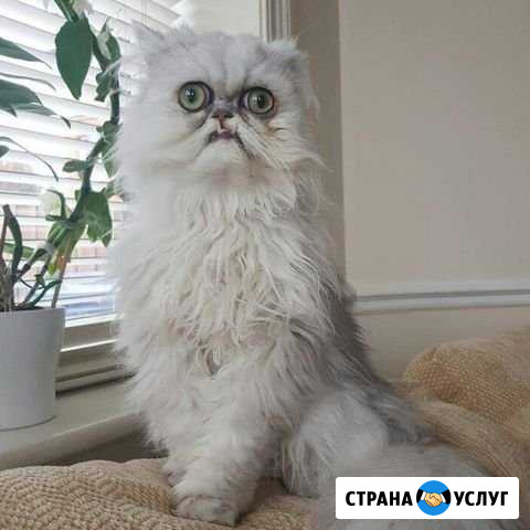 Приму под охрану обьект у частного лица Ялта - изображение 1