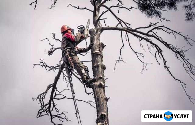 Профессиональный спил деревьев, расчистка участков Томск - изображение 1