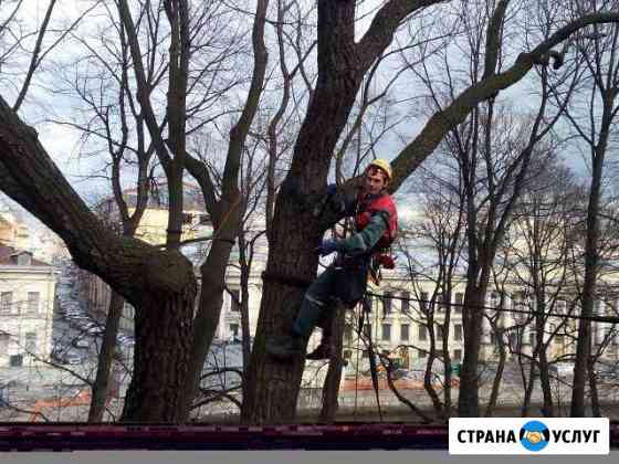 Удаление деревьев в сложных условиях Москва