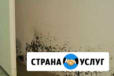 Удаление Плесени Грибка Дезинфекция от вируса Сочи - изображение 1