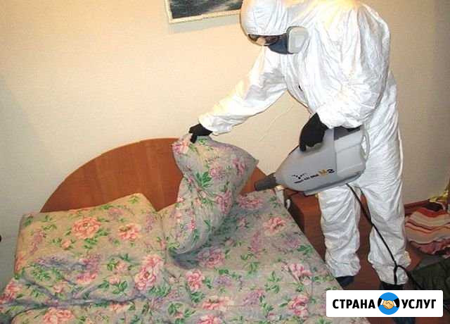 Уничтожение клопов, тараканов и др. насекомых Ростов-на-Дону - изображение 1