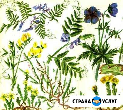 Уход за растениями, агроном-фитопатолог Екатеринбург - изображение 1